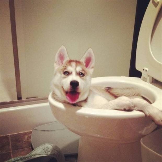 Get Ready For Funny Animals #264 (46 photos)
