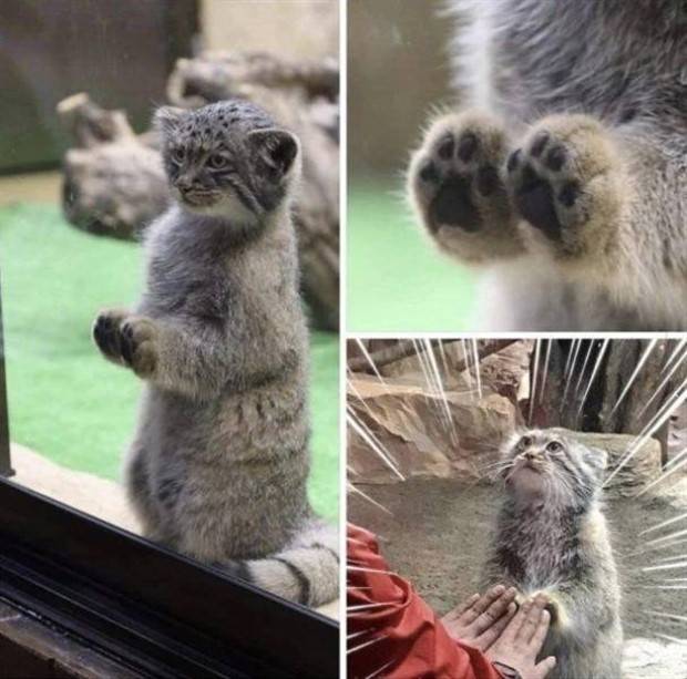 Get Ready For Funny Animals #263 (45 photos)