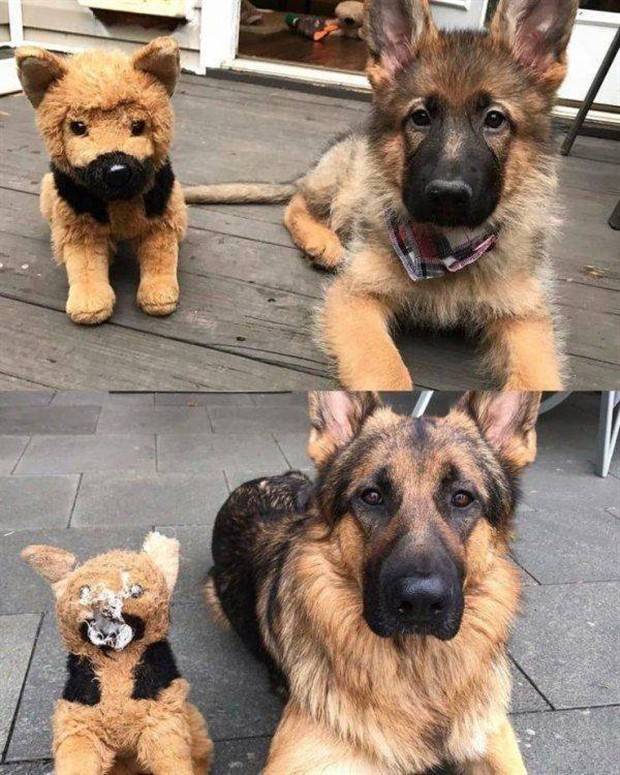 Get Ready For Funny Animals #264 (46 photos)