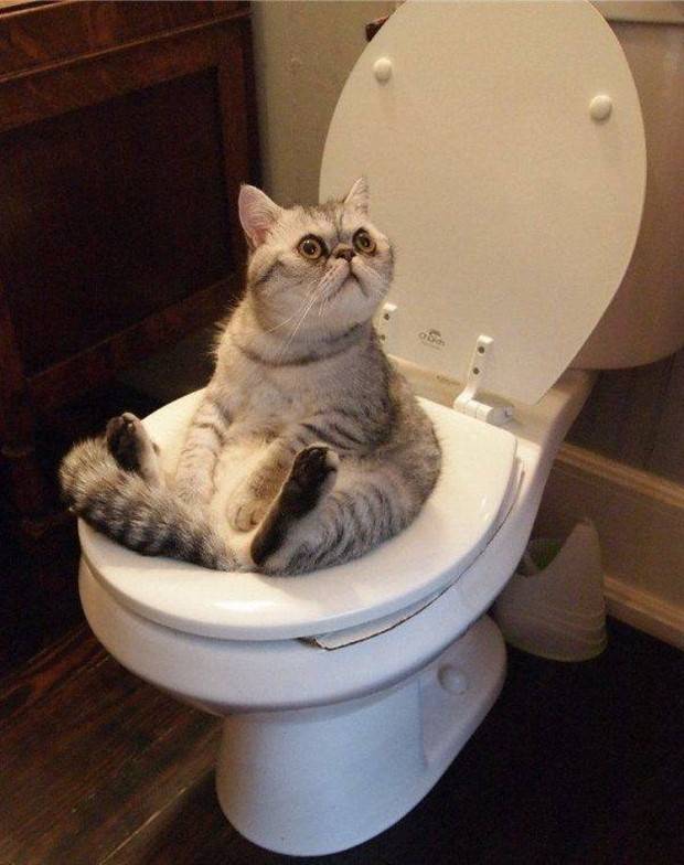 Get Ready For Funny Animals #264 (46 photos)