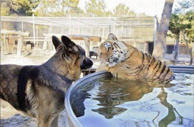 Get Ready For Funny Animals #264 (46 photos)