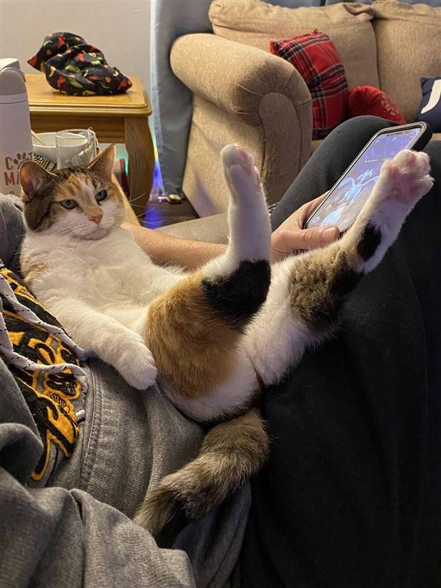 Get Ready For Funny Animals #264 (46 photos)