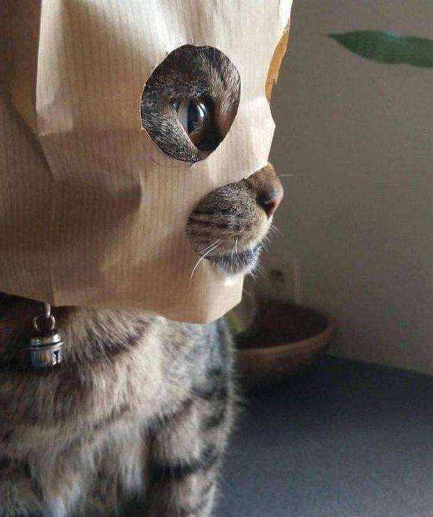 Get Ready For Funny Animals #263 (45 photos)