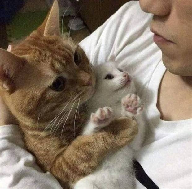 Get Ready For Funny Animals #264 (46 photos)