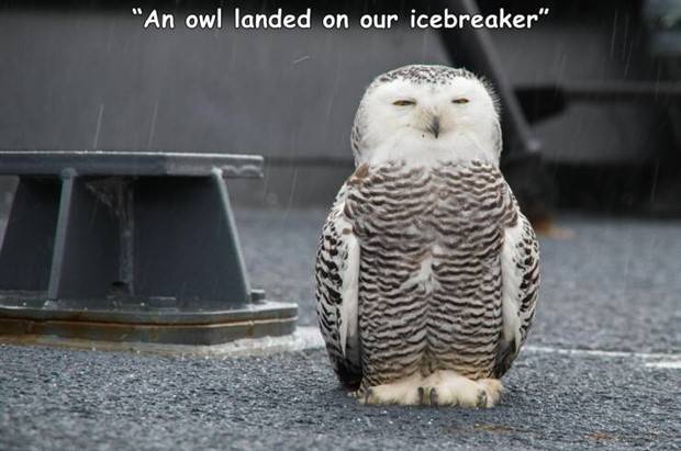 pics eith captions 8 Random Pictures With Captions #32 (43 photos)