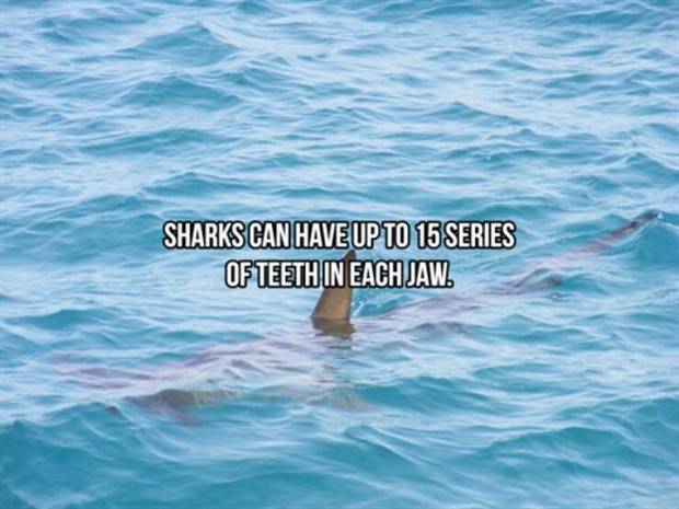 shark facts 11