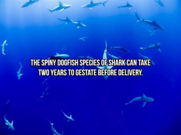 shark facts 13