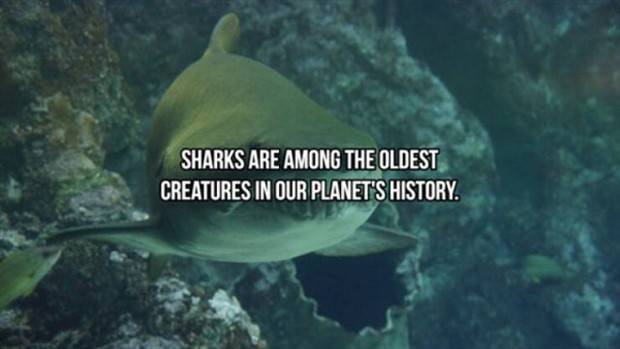 shark facts 24