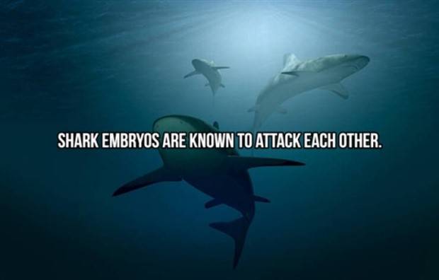 shark facts 3
