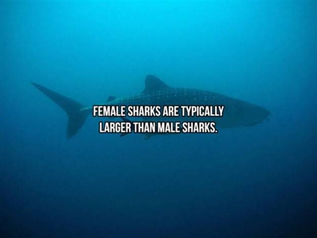 shark facts 5