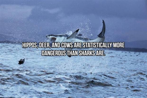 shark facts 7