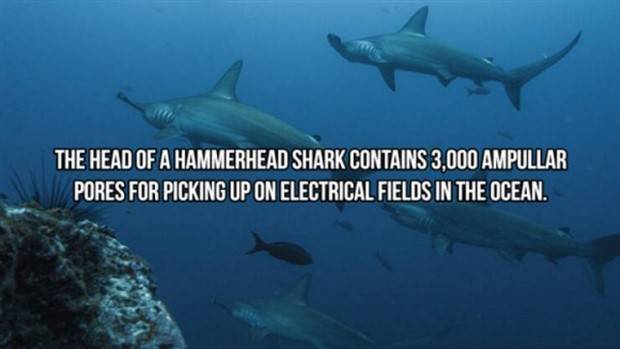 shark facts 9