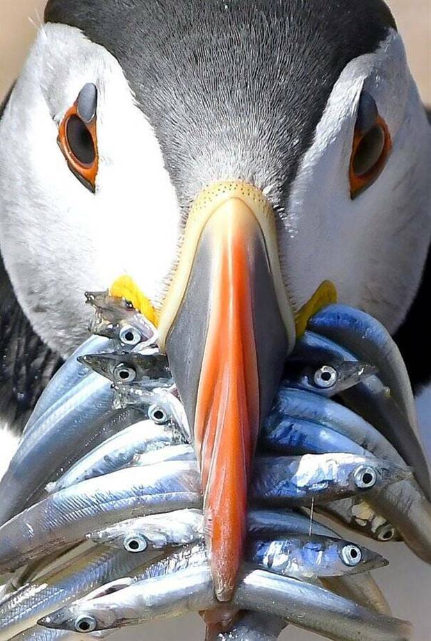 Awesome Pictures You Shouldn’t Miss #38 (38 photos)