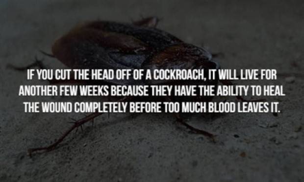 creepy trivia 13 Creepy Facts Are Back #5 (38 photos)