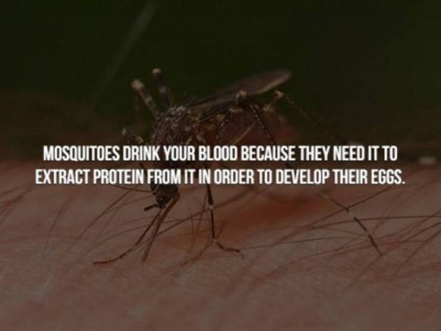 creepy trivia 17 Creepy Facts Are Back #5 (38 photos)