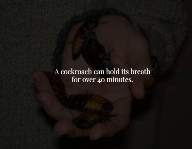 creepy trivia 21 Creepy Facts Are Back #5 (38 photos)