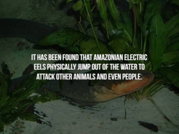 creepy trivia 31 Creepy Facts Are Back #5 (38 photos)