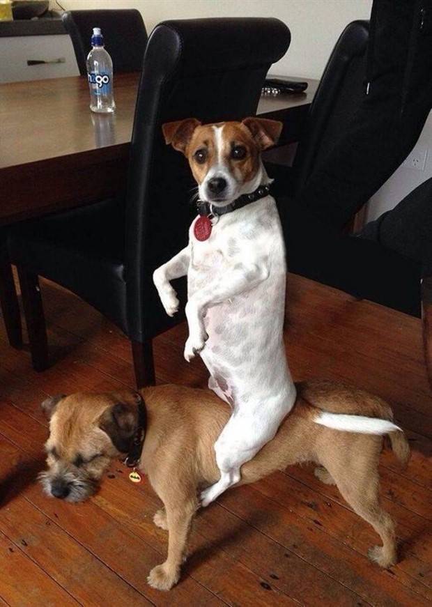 funny animals pets 14 1 Get Ready For Funny Animals #269 (44 photos)