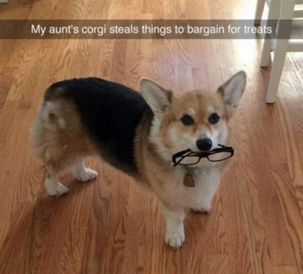 funny animals pets 29 1 Get Ready For Funny Animals #269 (44 photos)
