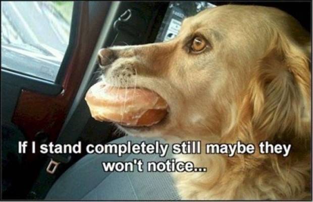 Get Ready For Funny Animals #268 (39 photos)