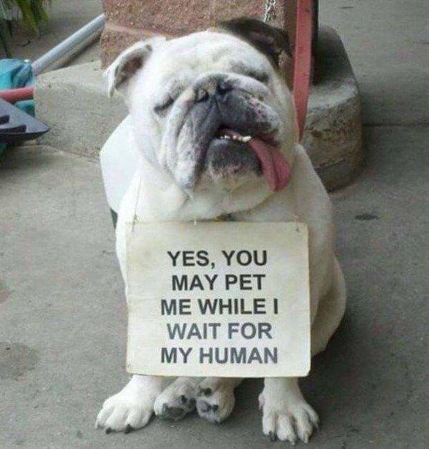 funny animals pets 39 1 Get Ready For Funny Animals #269 (44 photos)