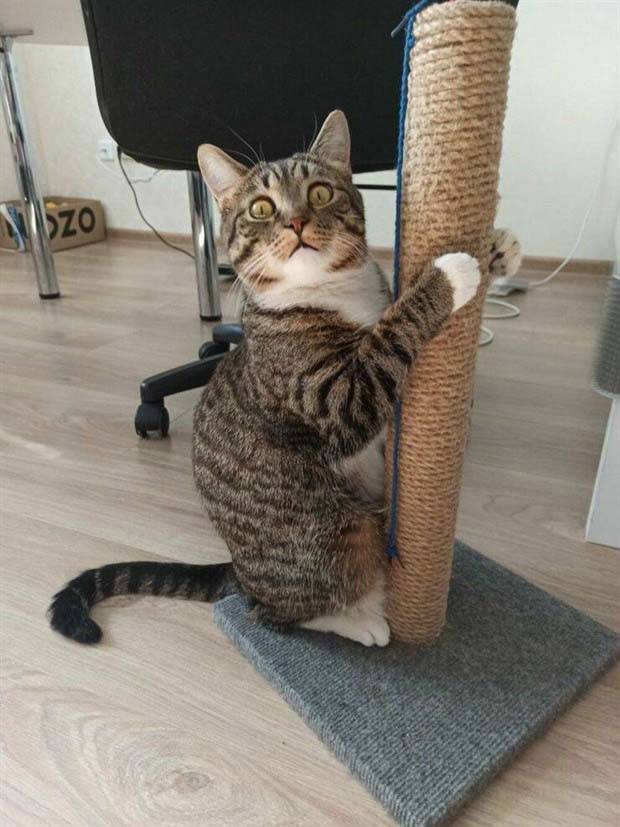 funny animals pets 7 1 Get Ready For Funny Animals #269 (44 photos)