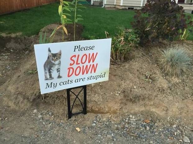 Funny Signs #8 (36 photos)