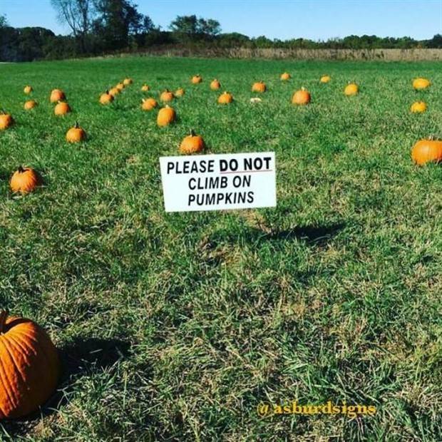 Funny Signs #8 (36 photos)