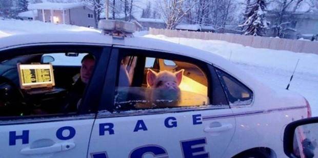 Klyker Picdump #1144 (53 photos)