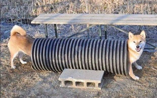 Look Twice #12 (40 photos)