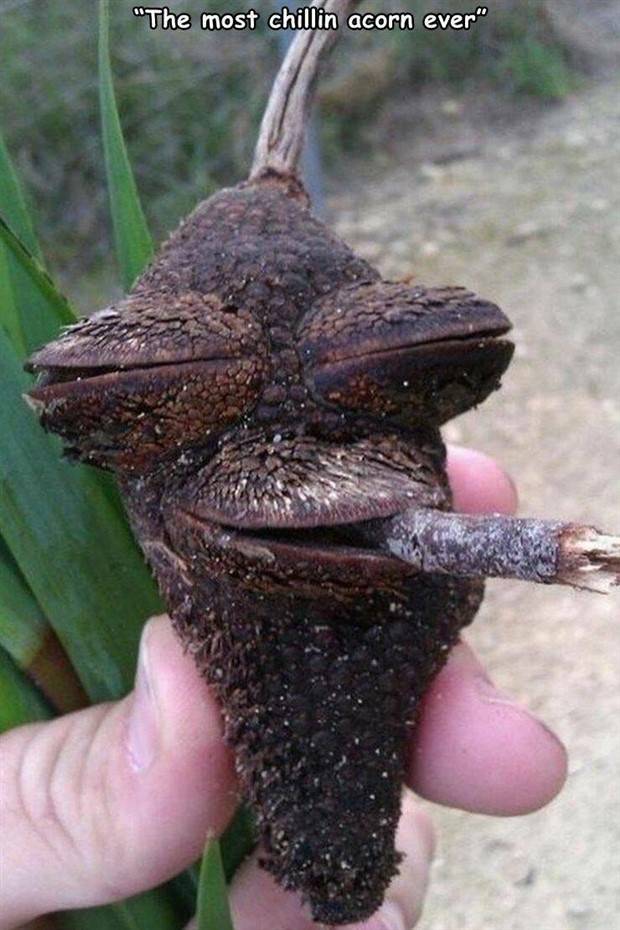 Random Pictures With Captions #38 (45 photos)