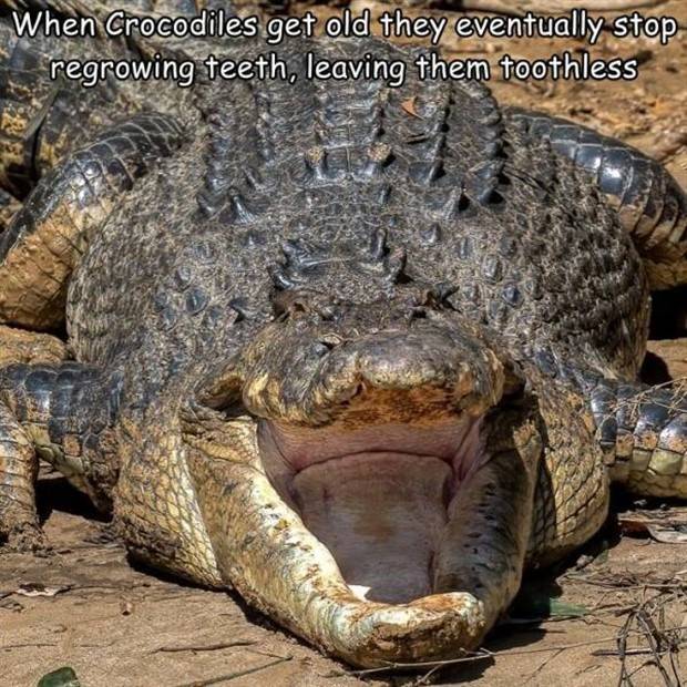 Random Pictures With Captions #38 (45 photos)