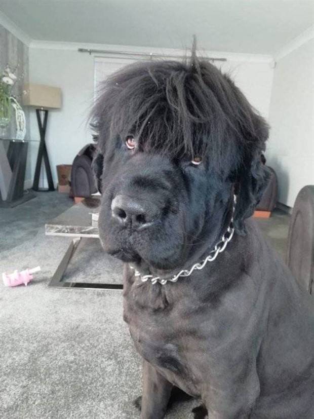 animals are funny 12 Get Ready For Funny Animals #273 (41 photos)
