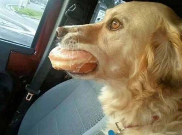 Get Ready For Funny Animals #274 (42 photos)