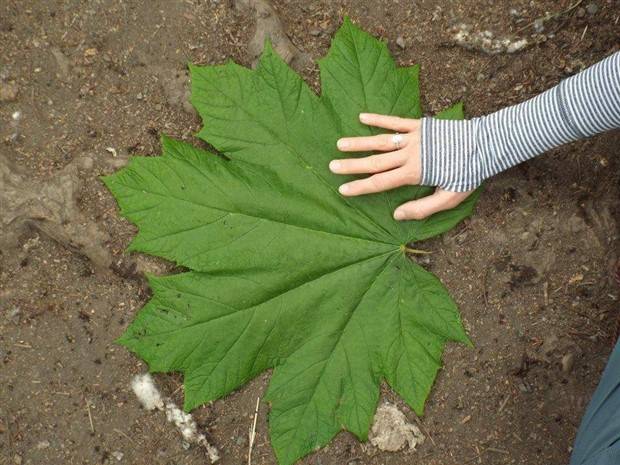 Klyker Picdump #1154 (53 photos)