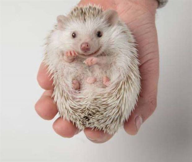 Hedgehogs Are So Cute (34 photos)