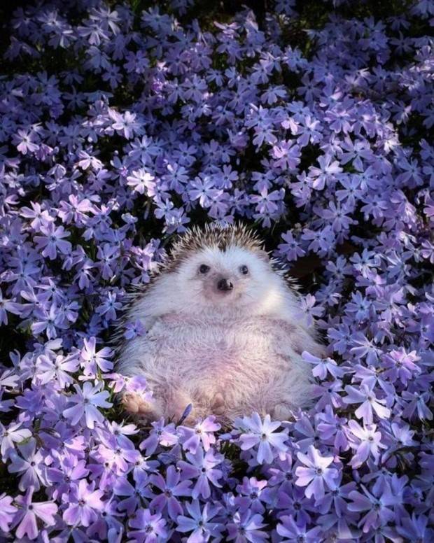Hedgehogs Are So Cute (34 photos)