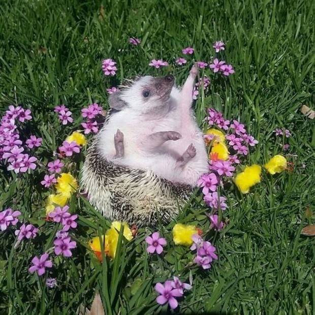 cute hedgehogs 31 Hedgehogs Are So Cute (34 photos)