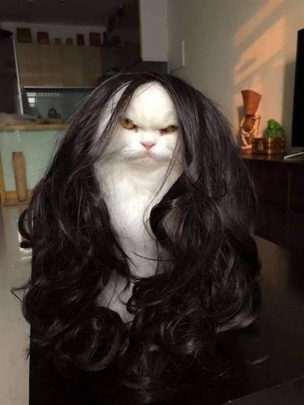 funny animals 23 1 Get Ready For Funny Animals #278 (44 photos)