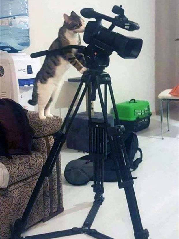 Get Ready For Funny Animals #277 (43 photos)