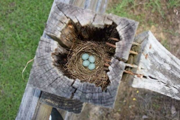Birds Nests Spotted in Random Places (43 photos)
