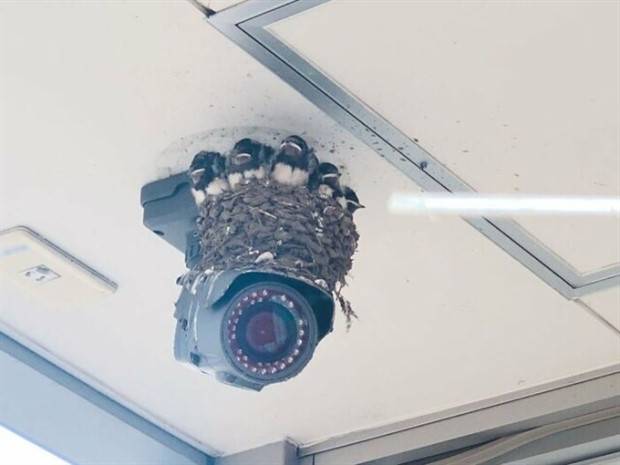 Birds Nests Spotted in Random Places (43 photos)