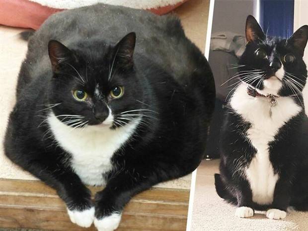 Pets on a Mission to Slim Down (30 photos)