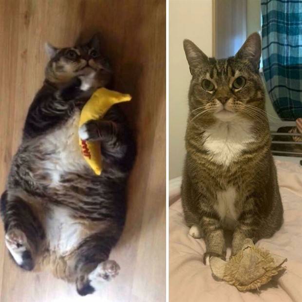 Pets on a Mission to Slim Down (30 photos)