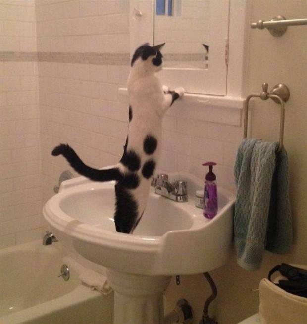 Get Ready For Funny Animals #281 (38 photos)