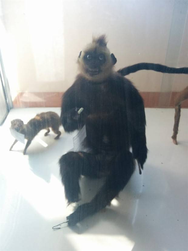 Discover the World of Terrible Taxidermy #1 (36 photos)