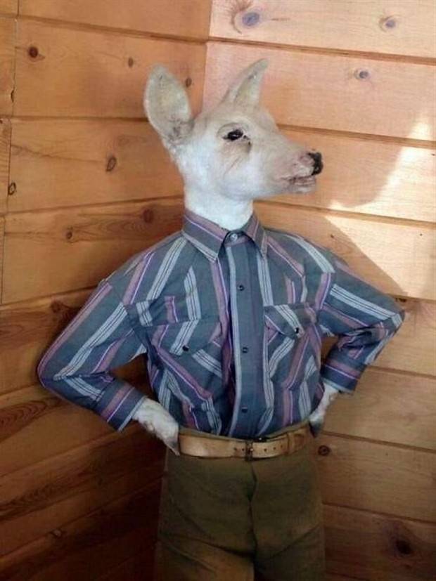 taxidermy fails 11 Discover the World of Terrible Taxidermy #1 (36 photos)
