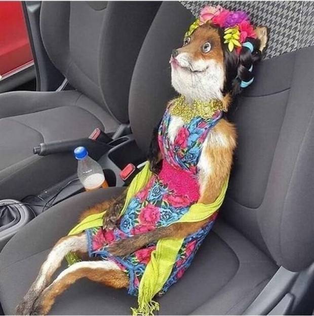 taxidermy fails 22 Discover the World of Terrible Taxidermy #1 (36 photos)