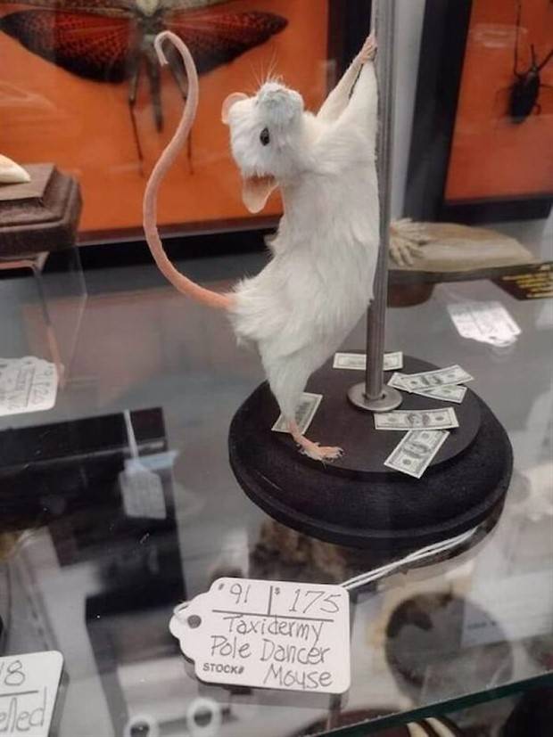 taxidermy fails 23 Discover the World of Terrible Taxidermy #1 (36 photos)