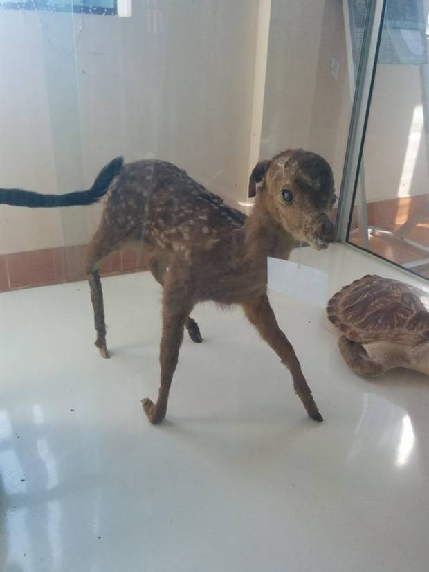 taxidermy fails 3 Discover the World of Terrible Taxidermy #1 (36 photos)